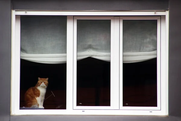 Gato Doméstico Casa — Fotografia de Stock