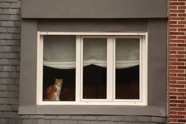 Домашня Кішка Вдома — стокове фото