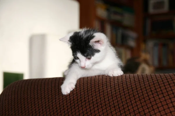 Gato Doméstico Casa — Fotografia de Stock