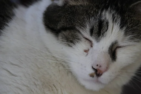 Gato Doméstico Casa — Fotografia de Stock