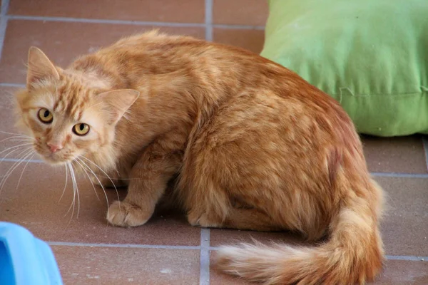 Gato Doméstico Casa — Fotografia de Stock