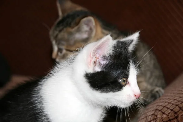 Gato Doméstico Casa — Fotografia de Stock