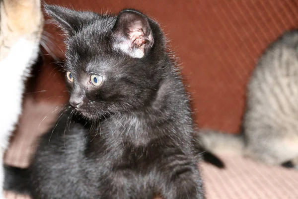 Gato Doméstico Casa — Fotografia de Stock