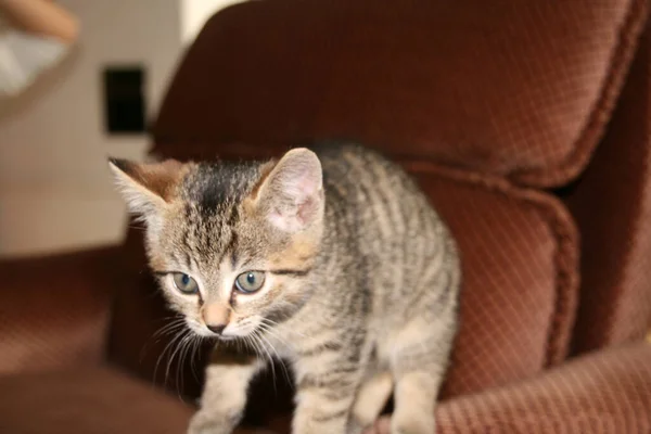 Gato Doméstico Casa — Fotografia de Stock