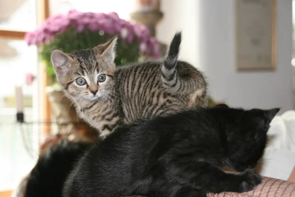 Gato Doméstico Casa — Fotografia de Stock