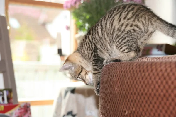 Gato Doméstico Casa — Fotografia de Stock