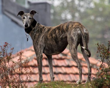 Sokaktaki evcil köpek.