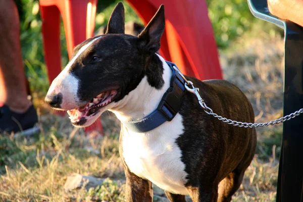 Haushund Auf Der Straße — Stockfoto