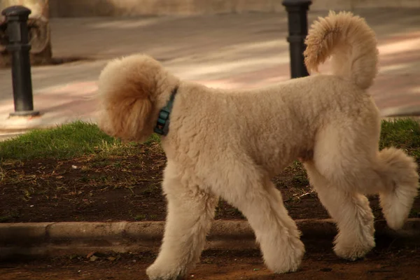 路上の犬 — ストック写真