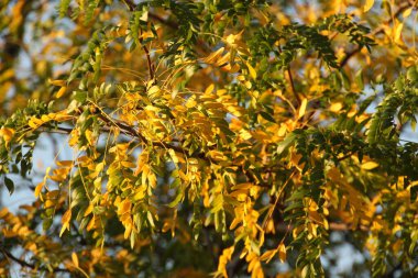 Sonbahar renklerinde orman