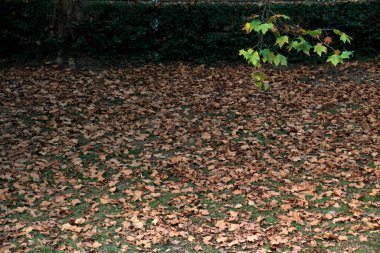 Sonbahar renklerinde orman