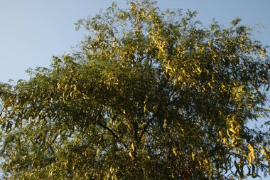 Sonbahar renklerinde orman