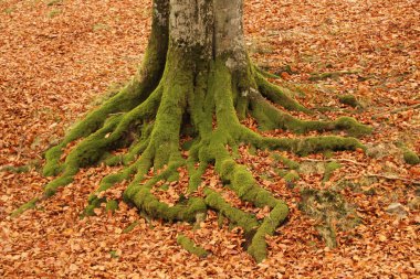 Sonbahar renklerinde orman