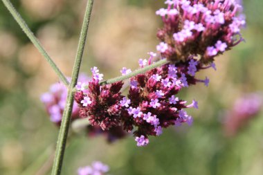 Bahçedeki bahar çiçekleri