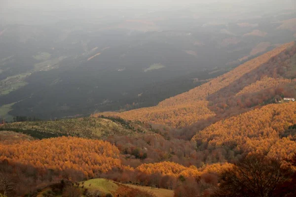 Wald Herbstlichen Farben — Stockfoto