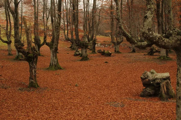 Les Podzimních Barvách — Stock fotografie