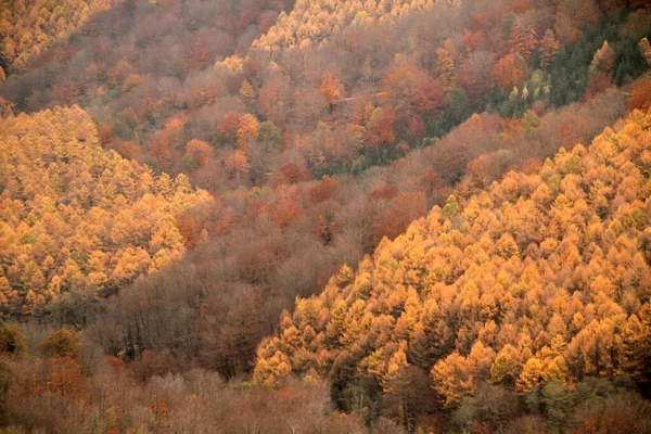 Sonbahar Renklerinde Orman — Stok fotoğraf