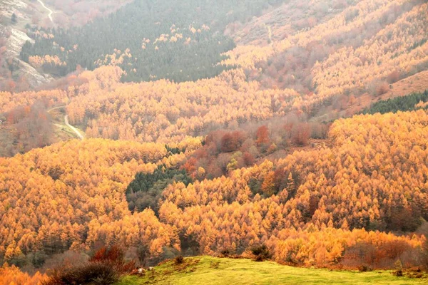 Las Jesiennych Kolorach — Zdjęcie stockowe