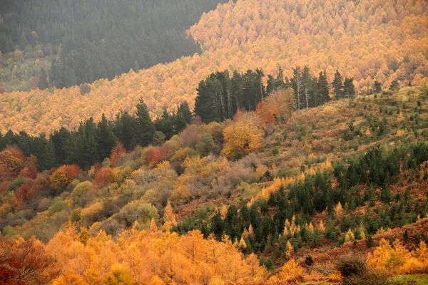 Wald Herbstlichen Farben — Stockfoto