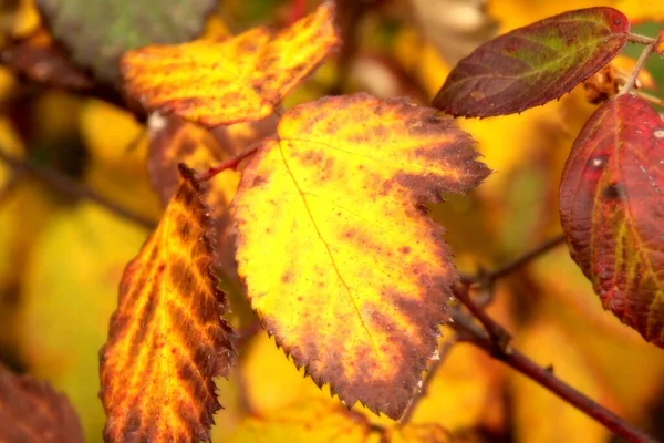 紅葉の森 — ストック写真