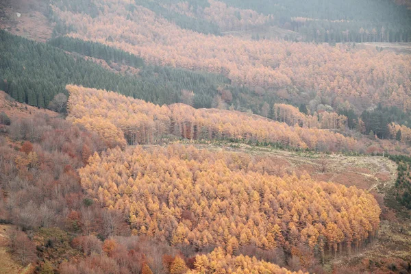 Floresta Cores Outono — Fotografia de Stock