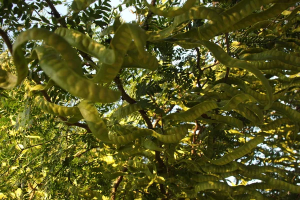 Bosque Colores Otoñales —  Fotos de Stock