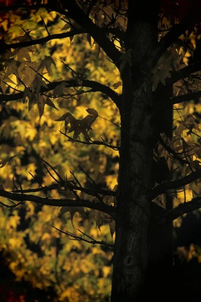 紅葉の森 — ストック写真