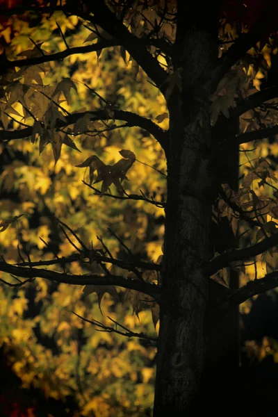 Bos Herfstkleuren — Stockfoto