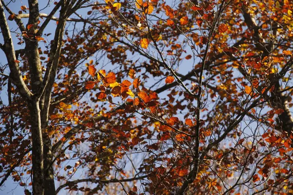 Floresta Cores Outono — Fotografia de Stock