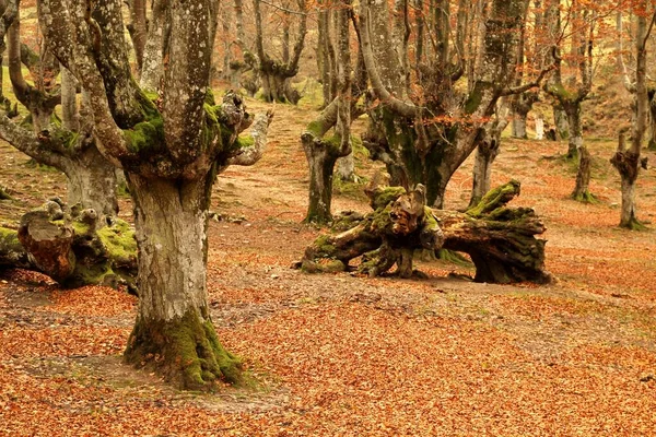 Forêt Couleurs Automne — Photo