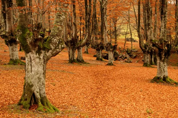 Forest Autumn Colors — Stock Photo, Image