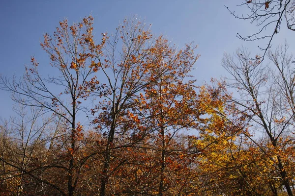 Лес Осенних Цветах — стоковое фото