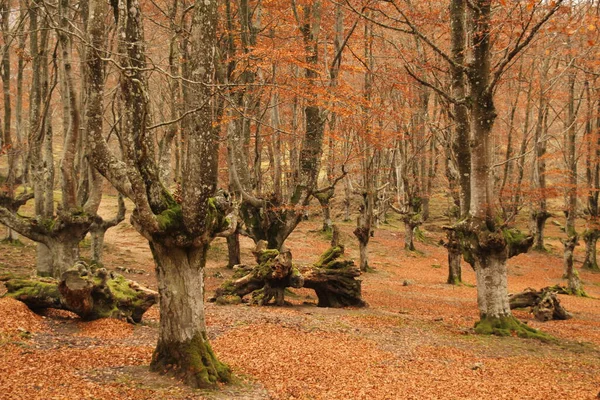 Forest Autumn Colors — Stock Photo, Image