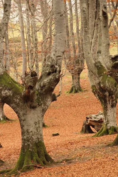 Forêt Couleurs Automne — Photo