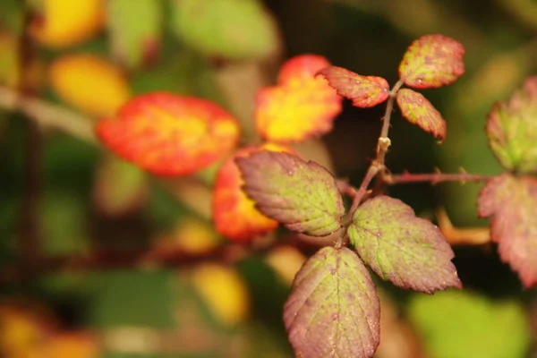 Sonbahar Renklerinde Orman — Stok fotoğraf