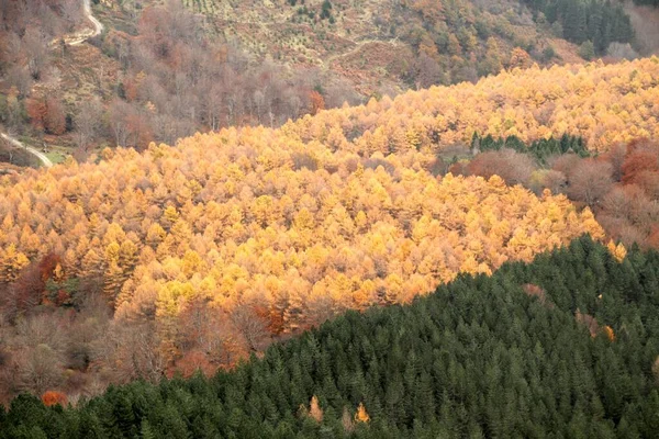 Floresta Cores Outono — Fotografia de Stock