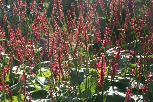 Flores Primavera Jardín — Foto de Stock