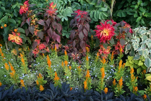 Frühlingsblumen Einem Garten — Stockfoto