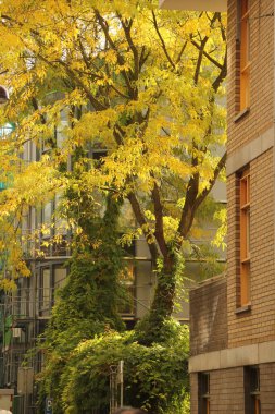Amsterdam şehir merkezi manzarası