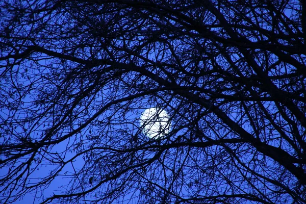 Blick Auf Den Mond Bei Nacht — Stockfoto