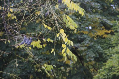 Bir şehir parkında bitki örtüsü
