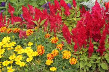 Bir şehir parkında bitki örtüsü