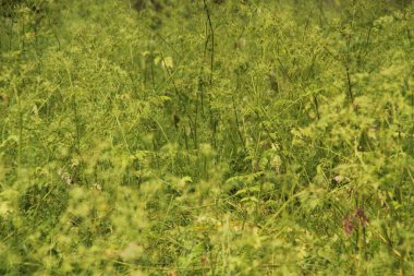 Bir şehir parkında bitki örtüsü