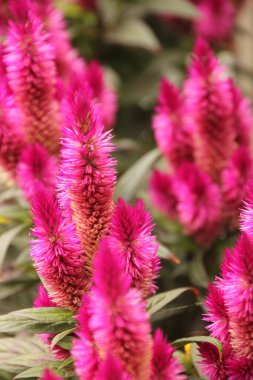 Bir şehir parkında bitki örtüsü