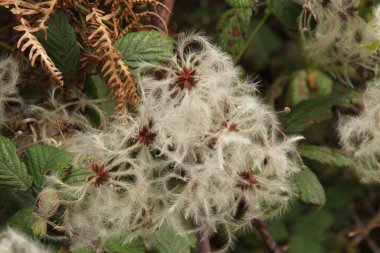 Bir şehir parkında bitki örtüsü