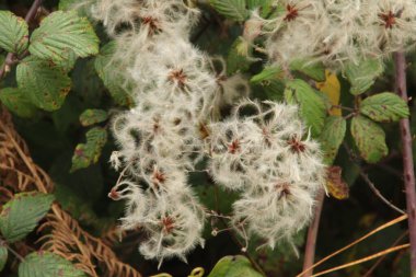 Bir şehir parkında bitki örtüsü