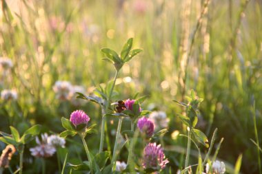 Bir şehir parkında bitki örtüsü