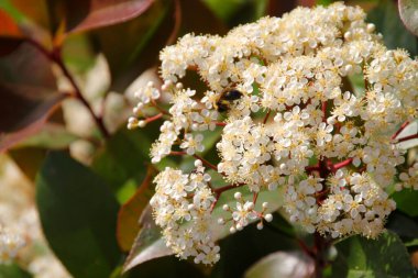 Bir şehir parkında bitki örtüsü
