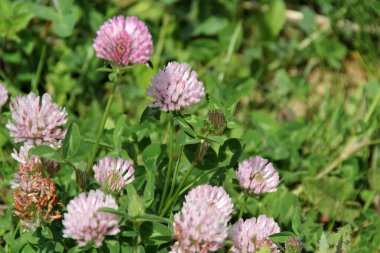 Bir şehir parkında bitki örtüsü