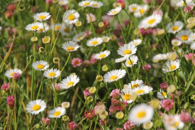Bir şehir parkında bitki örtüsü